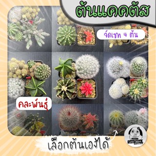 ต้นแคคตัส จัดเซท4ต้น (เลือกได้) คละสายพันธ์  ( ต้นกระบองเพชร ) 🌵ต้นแคคตัส❤️
