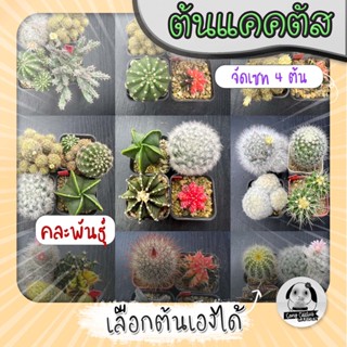 ต้นแคคตัส จัดเซท4ต้น (เลือกได้) คละสายพันธ์  ( ต้นกระบองเพชร ) 🌵ต้นแคคตัส❤️