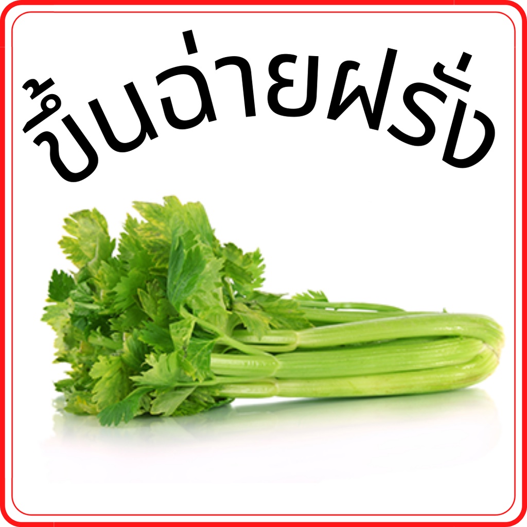 ขึ้นฉ่ายฝรั่ง-เซเลอรี่นอก-ผักสด-ราคาถูก