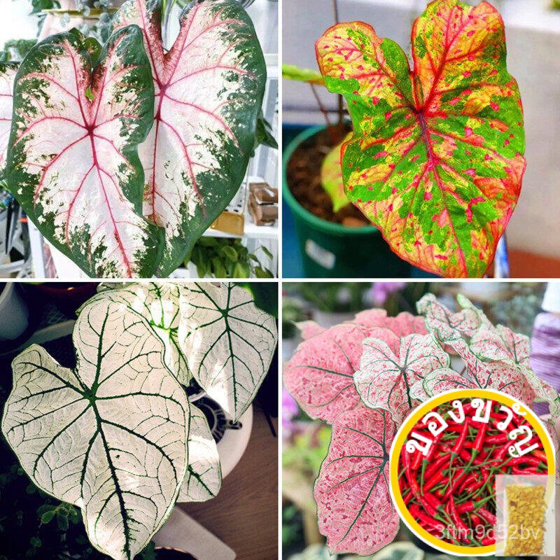 13-s-yam-caladium-thailand-seed-bung-yam-seleyam-h-see-100-zjro