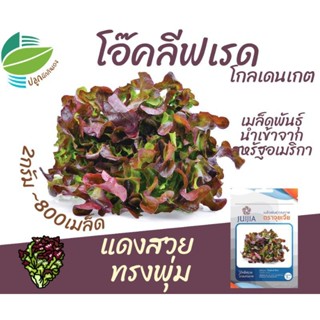 （คุณภาพสูง เมล็ด）โอ๊คลีฟเรด ~800 เมล็ด (Oakleaf Red)​ ผักสลัด #เรดโอ๊ค #redoak PM0P