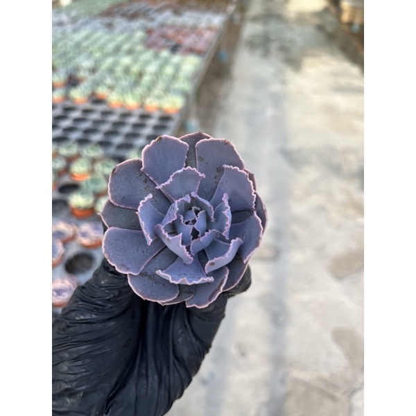 echeveria-บัวม่วงลักษณะใบมีขอบอยากสีม่วงสดใสมากค่ะ