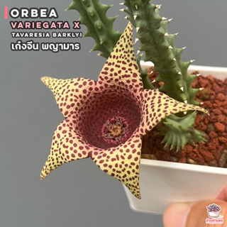 เก๋งจีน พญามาร Orbea Variegata x Tavaresia Barklyi แคคตัส กระบองเพชร cactus&amp;succulent