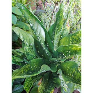 ต้นเกล็ดมังกร Dieffenbachia crocodile ไม้ประดับสีเขียวสดใส ต้นใหญ่