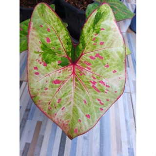 บอนสีพิมลราช บอนเก่าหายากน่าสะสม บอนโบราณ บอนสีสายหวานกำลังกัดสีสวยๆ ต้นจริงสีสวยมาก พาสเทลหวานๆ
