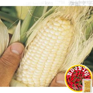 Macapuno White Corn Seeds- (40 Seeds) White Macapuno/Catchupoy Variety/สาก/กางเกงยีนส์/ กระโปรง/กางเกง/ชุดนักเรียน/ QWU4