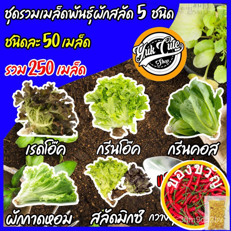 เมล็ดพันธุ์-แถมเมล็ดผัก-เมล็ดพันธุ์ผักสลัด-5ชนิด-รวม-250เมล็ด-อัตราการงอก95-เมล็ดพันธุ์-ผักสลัด-เมล็ดผัก-เมล็ดผักสลัด