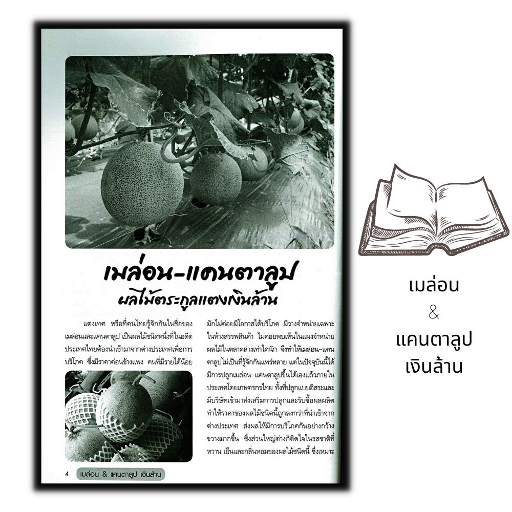 หนังสือ-เมล่อน-amp-แคนตาลูป-เงินล้าน-ผลไม้-พืชและการเกษตร-การปลูกผลไม้-พืชเศรษฐกิจ