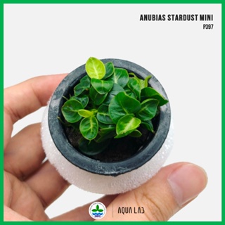 [APC] Anubias stardust mini (อนูเบียสสตาดัสมินิ) [ไม้น้ำ - Aquatic Plants] P397