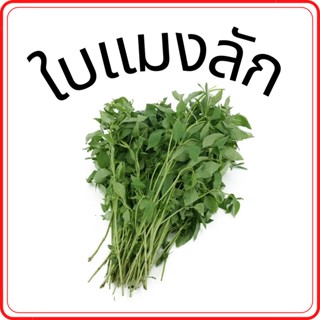 ใบแมงลัก ผักสด ราคาถูก