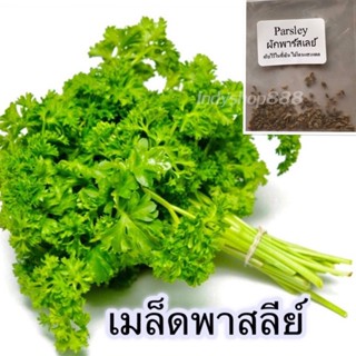 （คุณภาพสูง เมล็ด）เมล็ดพันธุ์ ผักพาสลีย์  ผักสวนครัว Parsley 100-150 เมล็ด [10 แถม 1 คละได้]/ง่าย ปลูก สวนครัว เมล็ด YGQR