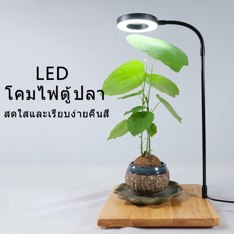 พิพิธภัณฑ์สัตว์น้ำ-ไฟ-led