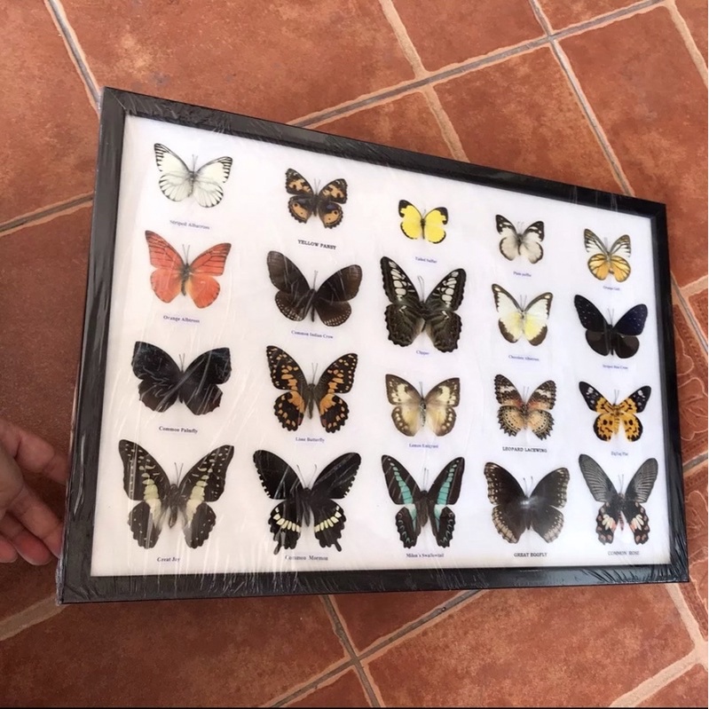 ผีเสื้อสต๊าฟ-กรอบอะคริลิค-real-butterfly-frame-กรอบรูปผีเสื้อจริง-20-ตัว-เพื่อการเรียนรู้-ของสะสม