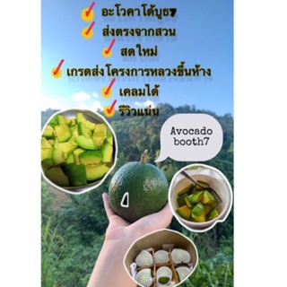 ภาพหน้าปกสินค้าอะโวคาโด้สายพันธุ์บูธ7 1โล🥑ไม่มีตำหนิเผื่อ1-2ขีดทุกกล่อง ปลอดสารเจ้าของสวนขายเอง📌อัพเดตค่าส่งถูกสุดในช๊อปปี้ ซึ่งคุณอาจชอบราคาและรีวิวของสินค้านี้