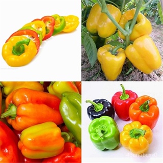 คุณภาพสูง เมล็ด/10ชิ้น / แพ็ค Sweet Pepper Seeds Multicolored Pepper Seeds ผักอร่อย เมล็ดพันธุ/เมล็ด เมล็ดพันธุ์ ต้น JFU