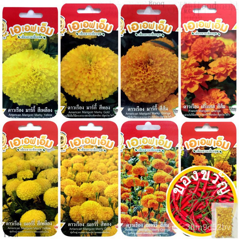 เมล็ดดอกดาวเรือง-marigold-ปลูกง่าย-ปลูกได้ตลอดปีzinniagrasscabbagerosemanilaflowermarigoldsunflowerchamomilekale-lzsq