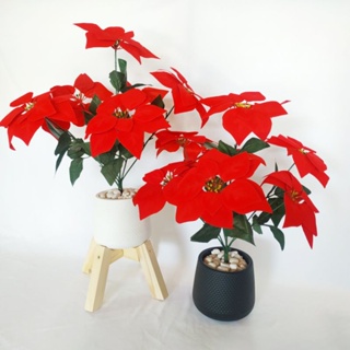 สินค้า ต้นคริสต์มาสดอกสีแดง ต้นคริสต์มาสปลอม ต้นคริสต์มาสแดง ต้นคริสต์มาสใบแดง  ดอกแดงสวย เสมือนของจริง พร้อมส่ง ส่งไว จากไทย