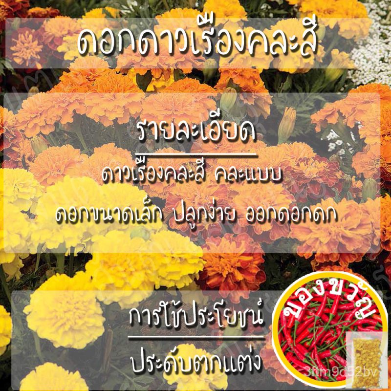 เมล็ดอวบอ้วน100-เมล็ดพันธุ์-ดอก-ดาวเรืองคละสี-100-เมล็ด-mixed-marigold-flower-seed-เมล็ดพันธุ์แท้100-นำเข้าจากต่างประเท