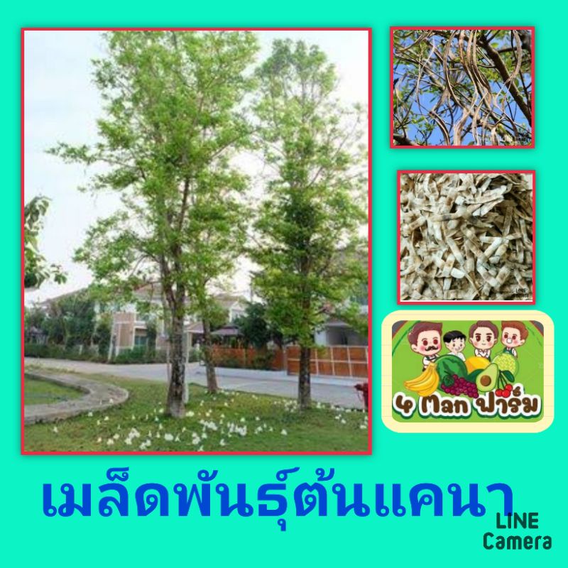 เมล็ดพันธุ์ต้นแคนา-เมล็ดพันธุ์ต้นแคป่า-เมล็ดพันธุ์ต้นไม้เศรษฐกิจ-ชุดล่ะ-100-เม็ด