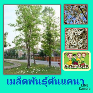เมล็ดพันธุ์ต้นแคนา เมล็ดพันธุ์ต้นแคป่า เมล็ดพันธุ์ต้นไม้เศรษฐกิจ ชุดล่ะ 100 เม็ด
