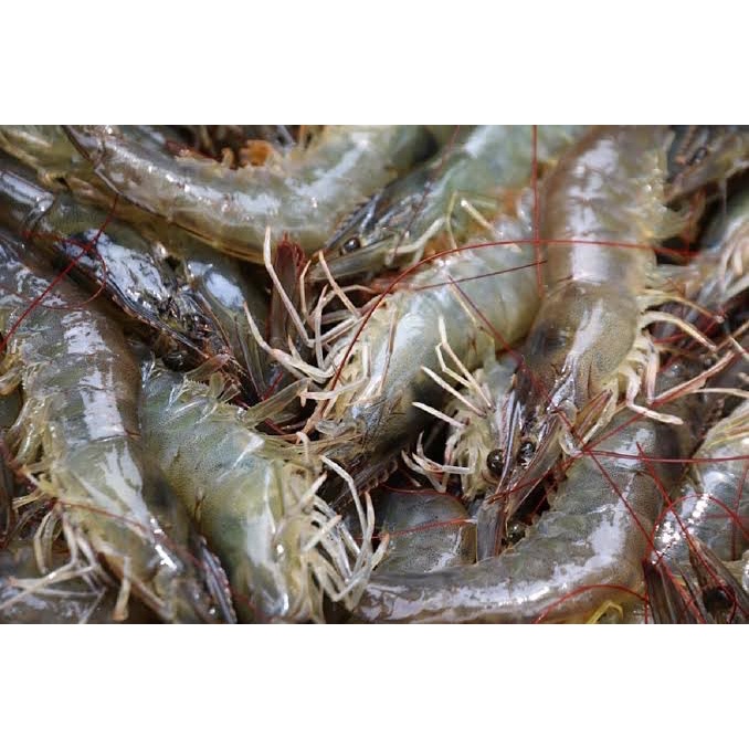 กุ้งขาว-1-กก-สำหรับนำไปประกอบอาหารต่างๆ-เช่น-ลวก-ยำ-ต้ม-และอื่นๆ-ตามความต้องการ