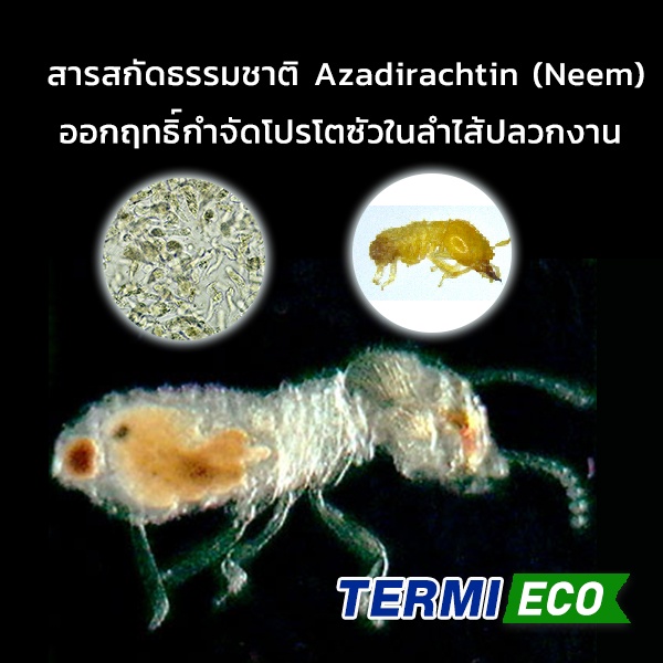 เหยื่อกำจัดปลวก-เหยื่อปลวก-อาหารปลวก-สมุนไพรเหยื่อกำจัดปลวก-termi-eco