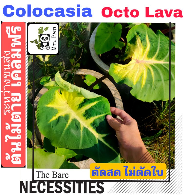 colocasia-octo-lava-ตัดสดไม่ตัดใบ-โคโลคาเซีย-ออคโต้-ลาวา