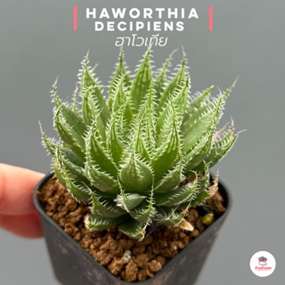 Haworthia decipiens ฮาโวเทีย ไม้อวบน้ำ กุหลาบหิน cactus&amp;succulentหลากหลายสายพันธุ์