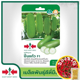 เมล็ดอวบอ้วน100�st-West Seed เมล็ดพันธุ์แฟง (Wax gourd seeds) ปิ่นแก้ว F1 เมล็ดพันธุ์ผัก เมล็ดพันธุ์ฟัก เมล็ดพันธุ์ ผักส