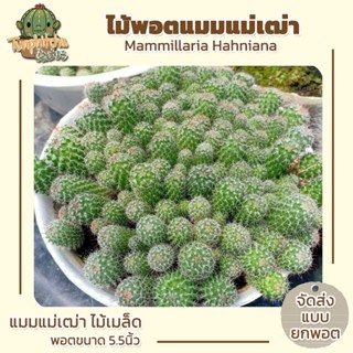 แคคตัสราคาถูก แมมแม่เฒ่า Mammillaria Hahniana ไม้เมล็ด (ส่งยกพอต) ขนาด5.5"