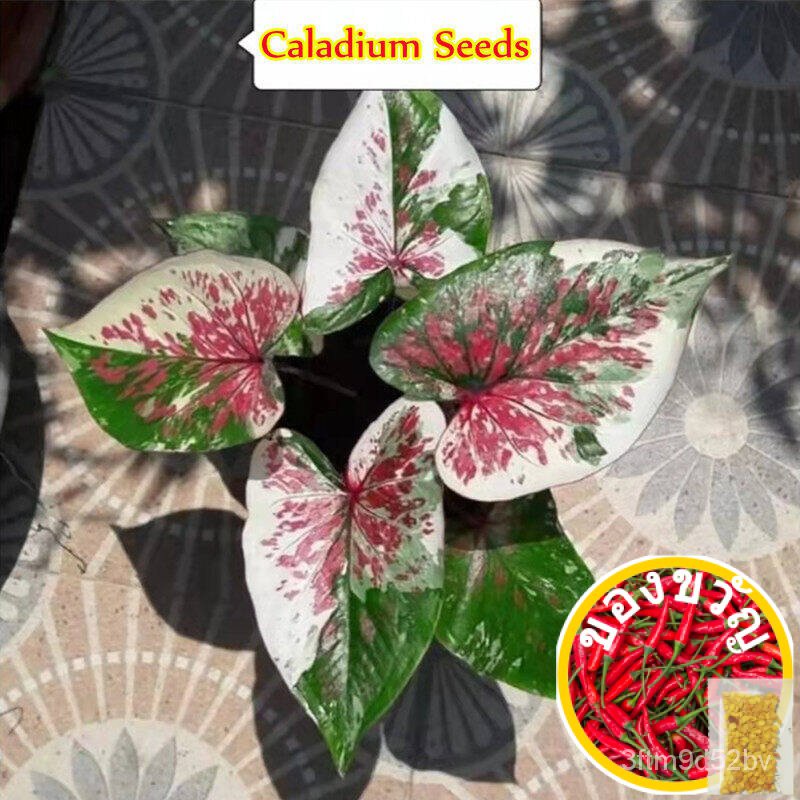 13-s-yam-caladium-thailand-seed-bung-yam-seleyam-h-see-100-zjro