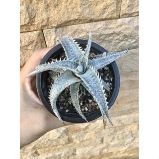 Dyckia marniel lapostollei 🌸หายากมาก