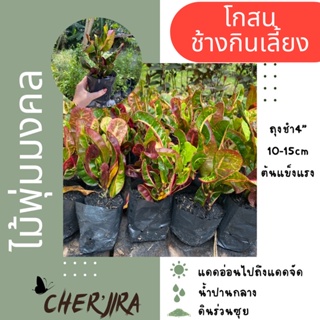 โกสนช้างกินเลี้ยง ไม้มงคล ถุง4” ขนาด 10-15 CM (สั่งซื้อขั้นต่ำ 5 ต้น คละได้)