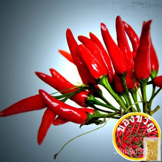 red hot chili peppers,Pepper Seeds,Original Package vegetables seed about 50 particlesผักกาดหอม/ดอกทานตะวัน/ร้อน/แอปเปิ้