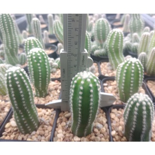 💥อิชินอปเขากวาง💥  Echinopsis sp. ขนาด 5 ซม. ต้นแคคตัส ต้นกระบองเพชร  (กรุณาอ่านรายละเอียดก่อนทำการสั่งซื้อครับ)