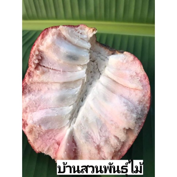 ต้นน้อยหน่า-พันธุ์-red-cherimoya-รับประกันสายพันธุ์