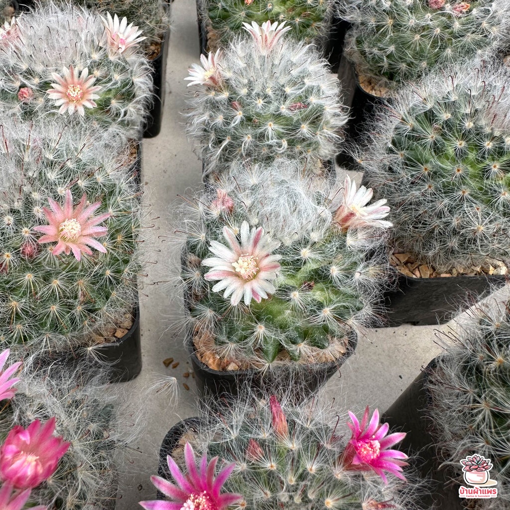 แมมขนแมว-mammillaria-bocasana-แคคตัส-กระบองเพชร-cactus-amp-succulent