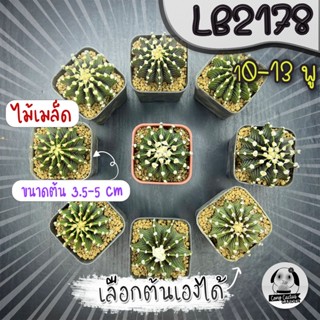 ยิมโน LB2178 (เลือกต้นได้) แอลบีแท้  ( ต้นกระบองเพชร Gymnocalycium mihanovichii LB2178) ไม้เมล็ด Set W🌵ต้นแคคตัส❤️