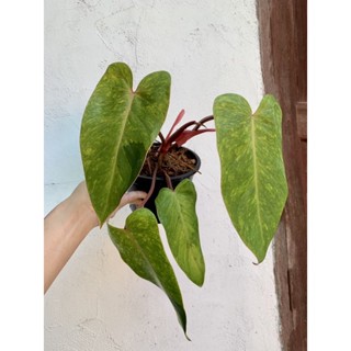 ฟิโลเดนดรอนเพนท์เลดี้ philodendron painted lady ต้นใหญ่ ใบด่าง จัดส่งตามภาพ ทักแชทดูต้นได้ค่ะ