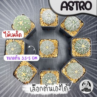 ต้นแอสโตร (เลือกต้นได้) ซูเปอร์เยอะ ( ต้นกระบองเพชร Astrophytum) ไม้เมล็ด Set Y🌵ต้นแคคตัส❤️