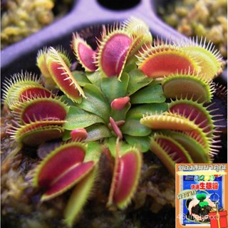 （คุณภาพสูง เมล็ด）กาบหอยแครงปากแดง เมล็ดพันธุ์ Venus Flytrap Seeds ต้นไม้กินแมลง ต้นไม้ ต้นไม้/เมล็ด ผัก ปลูก สวนครัว คละ