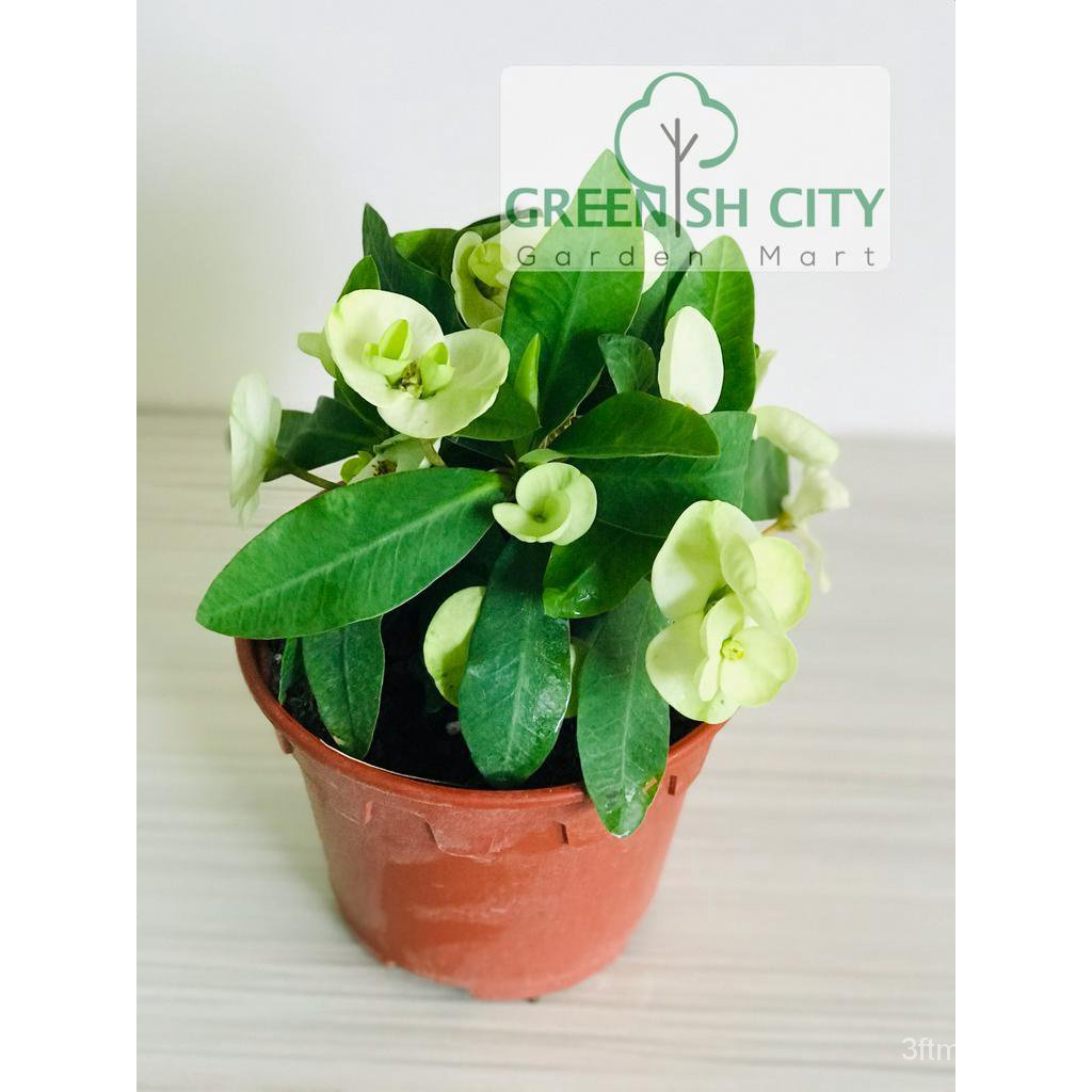 gnc-euphorbia-milli-live-plant-tree-straw-เม็งแห้ง-seeds-กุหลาบ-ดอกไม้-ผ้าโพกหัว-ชุดชั้นใน-ditu