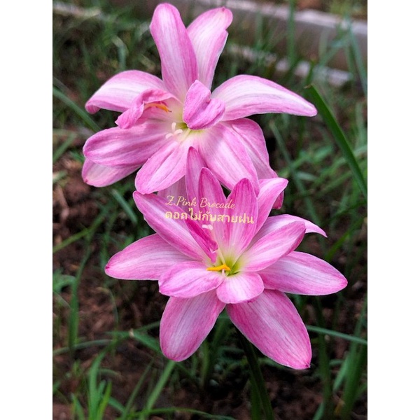 บัวดิน-z-pink-brocade-หัวละ-30-บ-บัวดิน1-หัวให้ดอกต่อครั้ง1-2-ดอกอยุ่ที่ความสมบูรณ์ของบัวดิน