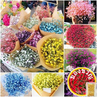 เมล็ดดอกไม้-ดอกยิปโซ | เมล็ด-gypsophila | DABY