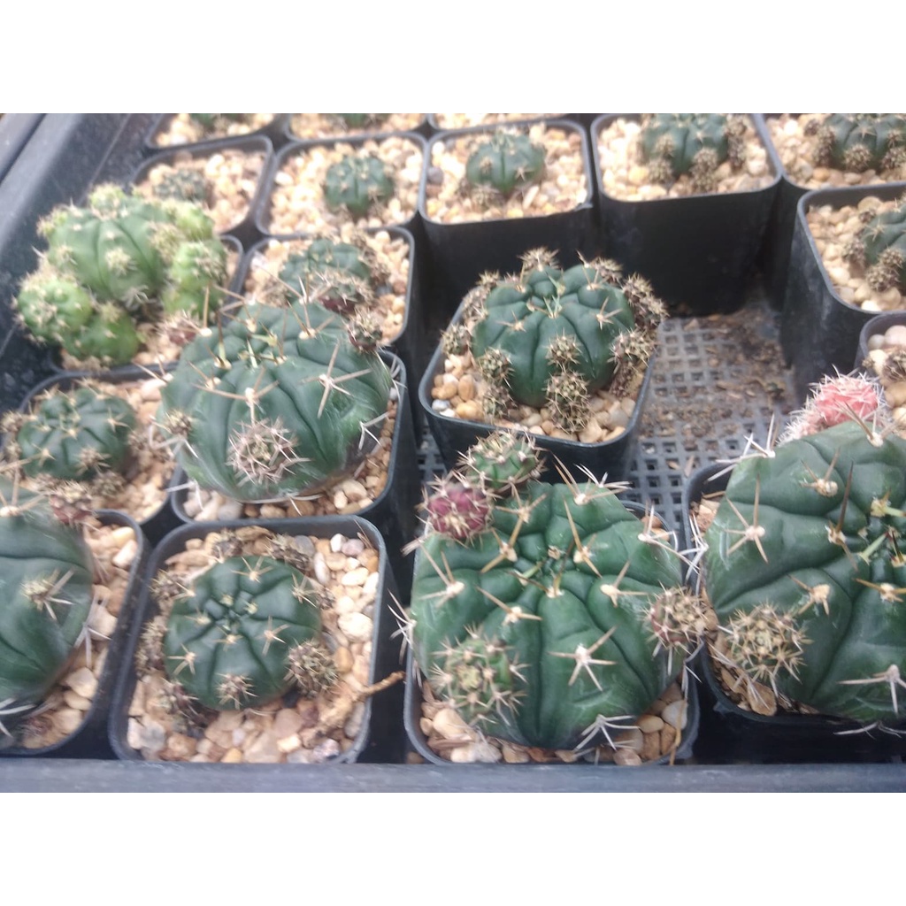 ยิมโนแม่ลูกดก-gymnocalycium-damsii-4-5ซม-ต้นกระบองเพชร-ต้นแคคตัส-กรุณาอ่านรายละเอียดก่อนทำการสั่งซื้อ