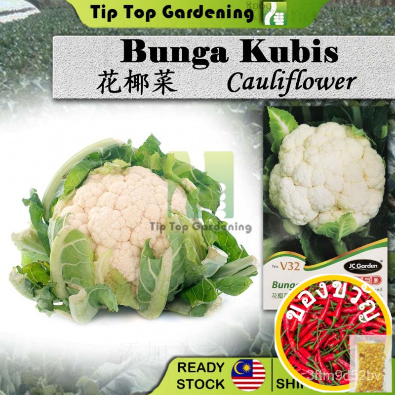 cabbage-ดอกเล็ก-ดอกไม้-สว-สวน-ดอกทานตะวัน-ดอกไม้-สัตว์ใหญ่-ข้าวโพด-ดอกทานตะวัน-กระ-กระโหลก-ข้าวโพด-ผู้หญิง-กระโปรง-สเ