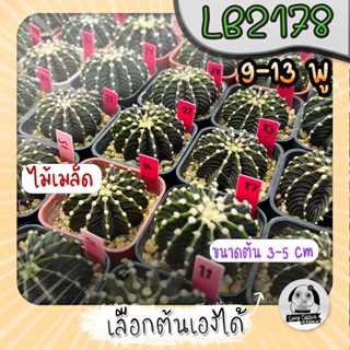 ยิมโน LB2178 9-13 พู (เลือกต้นได้) แอลบีแท้ ไม้เมล็ด( Gymnocalycium mihanovichii LB2178) Set R🌵ต้นแคคตัส❤️