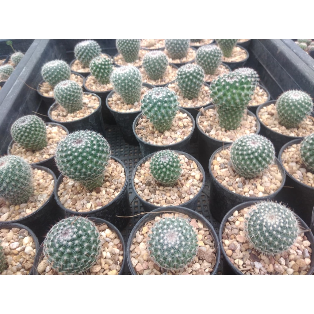 แมมแม่เฒ่า-mammillaria-hahniana-ขนาด-2-5-3-ซม-ต้นแคคตัส-ต้นกระบองเพชร-กรุณาอ่านรายละเอียดก่อนทำการสั่งซื้อครับ