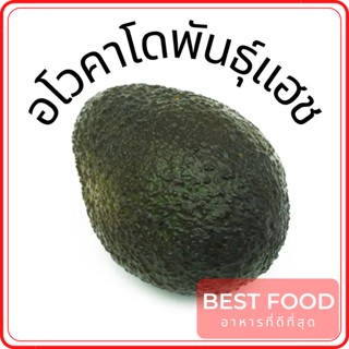 อโวคาโดพันธุ์แฮช Hass avocado