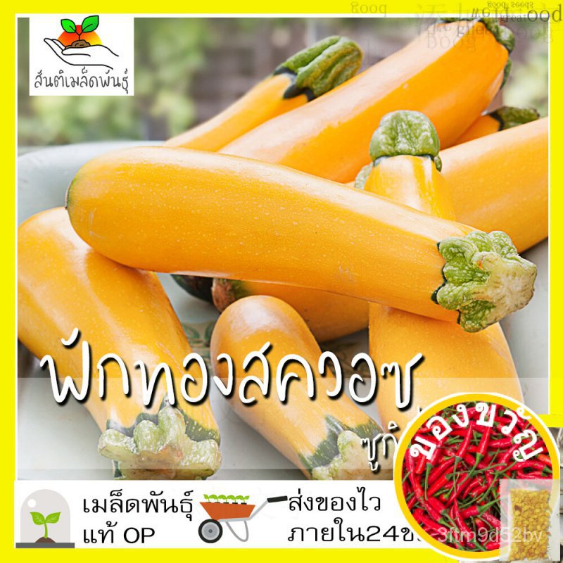 เมล็ดอวบอ้วน100-เมล็ดพันธุ์-ฟักทองสควอซ-ซูกินี่สีเหลือง-20-เมล็ด-golden-zucchini-squash-seed-เมล็ดพันธุ์แท้100-นำเข้าจาก